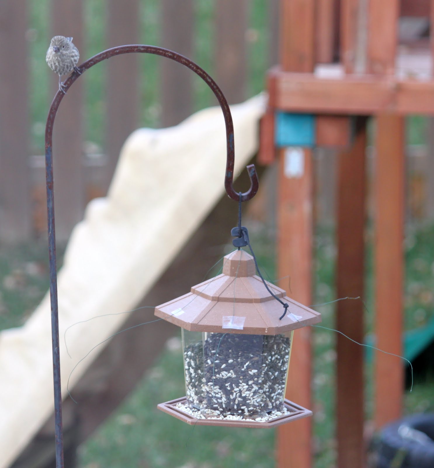 At My Backyard Feeder Battling House Sparrows