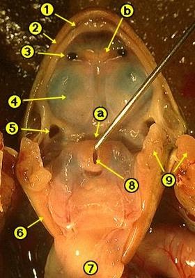 Frog Anatomy ~ the world of biology