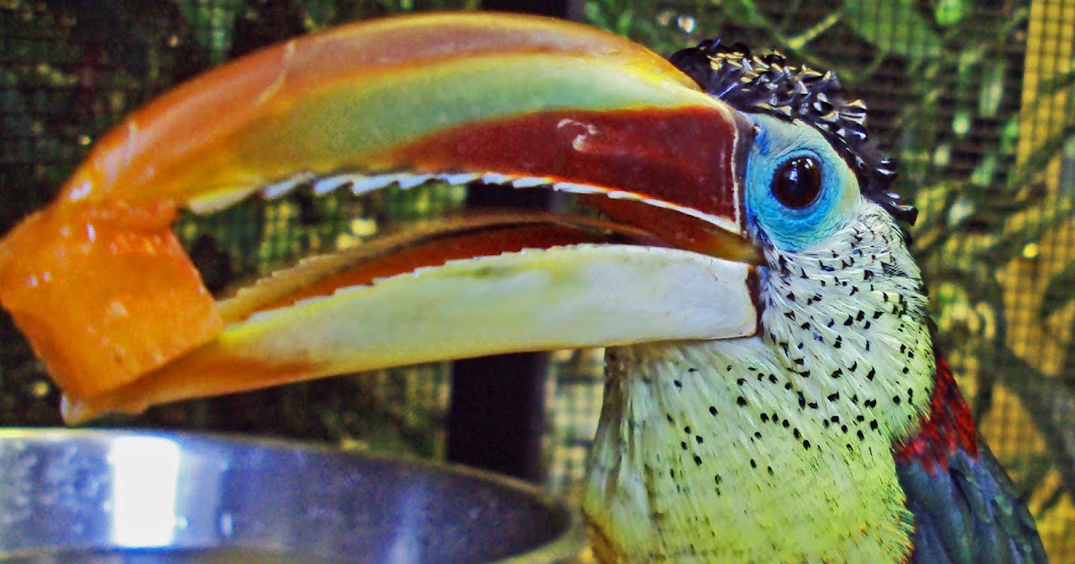 The Frog Bag: Meet the Curly Bird