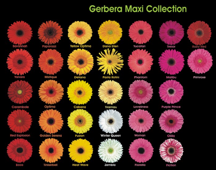 [Gerbera+maxi+brochure+2007.jpg]