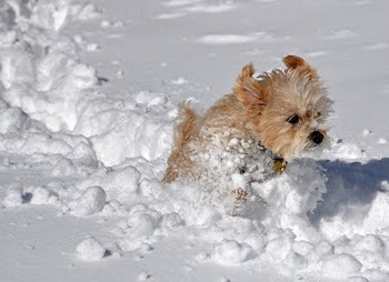 snow dog