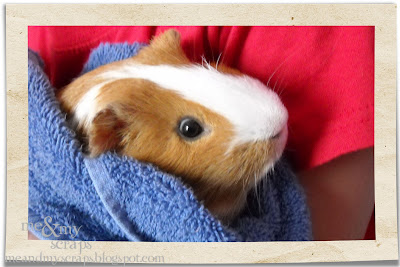 Bedtime Stories Bugsy The Guinea Pig