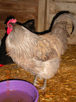 Lavender Orpington Project Rooster
