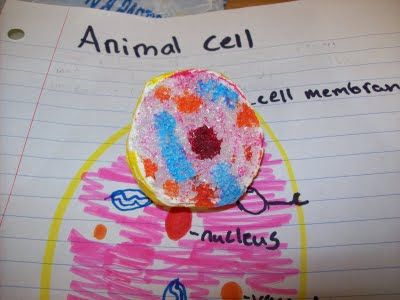 how to make animal cell model. get 3d+animal+cell+model+