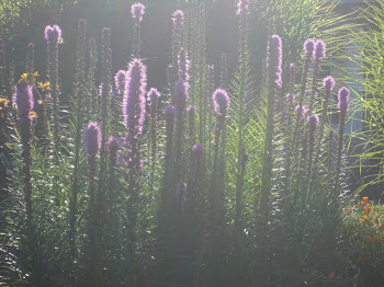 Liatris at Dawn