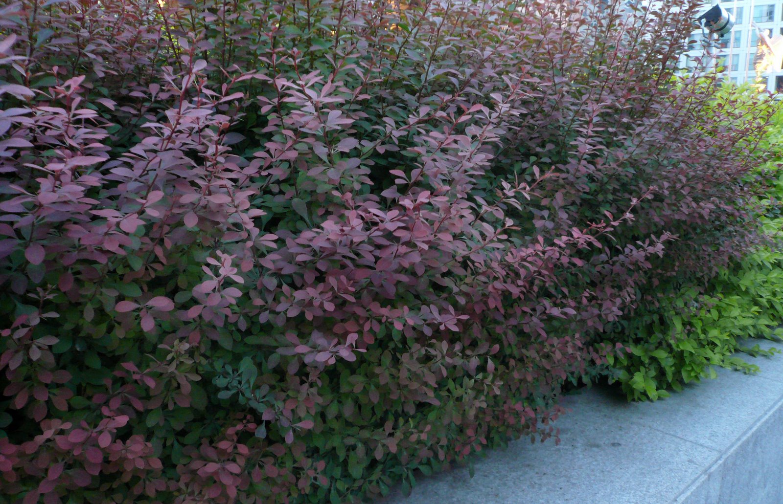 [bushes.jpg]