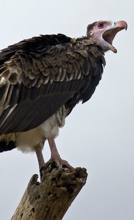 [vulture.jpg]