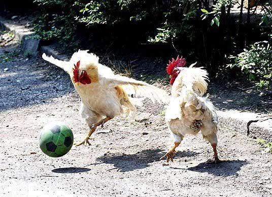 chicken_soccer.jpg