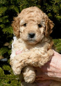Northdixie Designs Australian Labradoodles