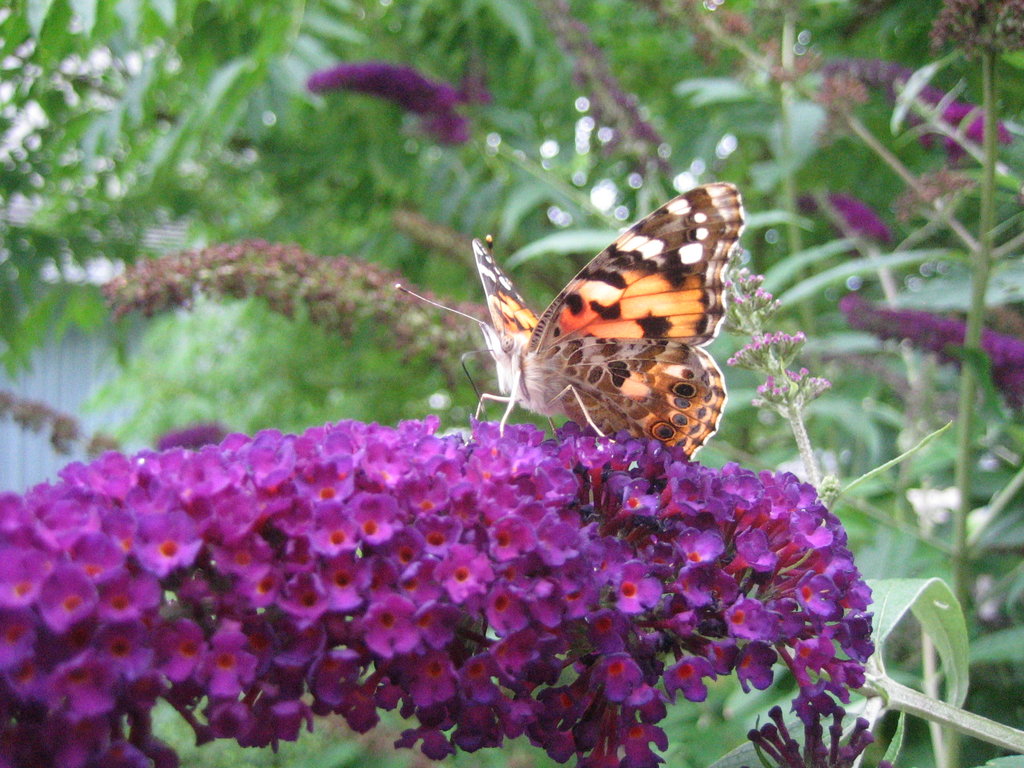 [Butterfly.jpg]