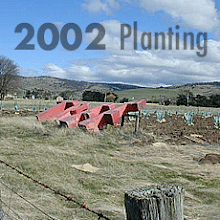 TREEreadRED Planting 2002