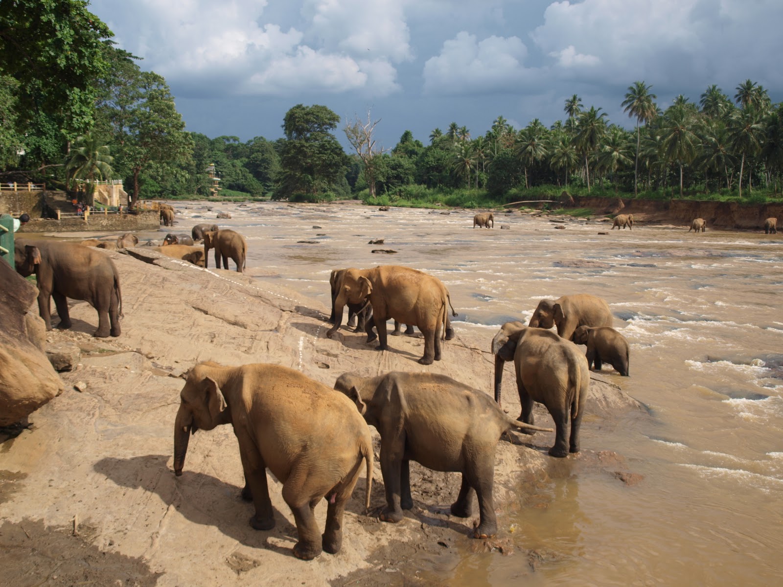 අලියා ගැන විස්තර picture