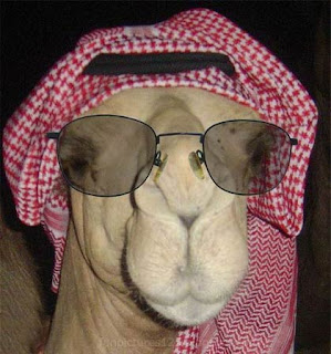 camel2.jpg