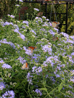  completely covered in butterflies, with butterflies flying a few feet 