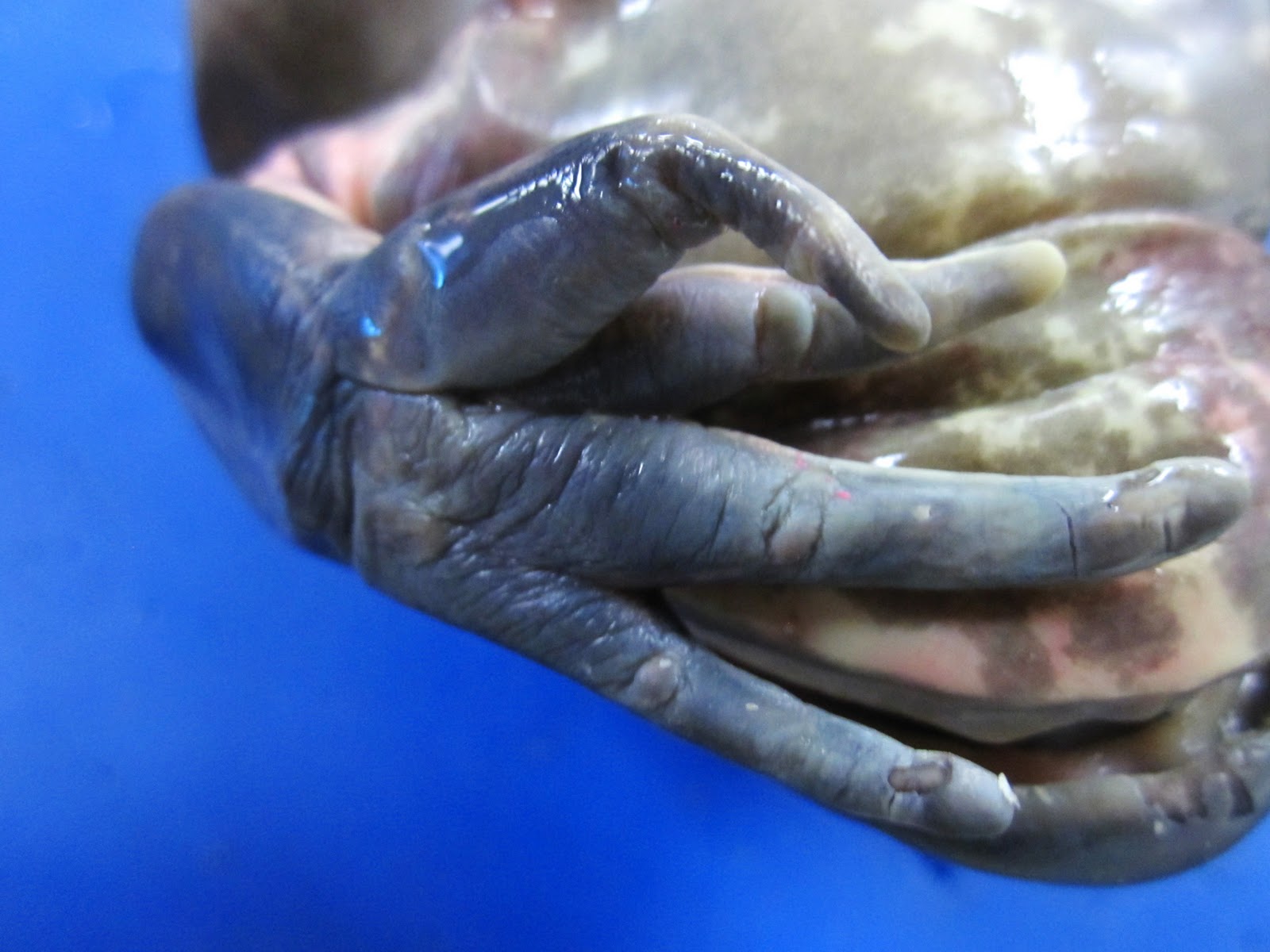 Biology 11: Bullfrog Dissection