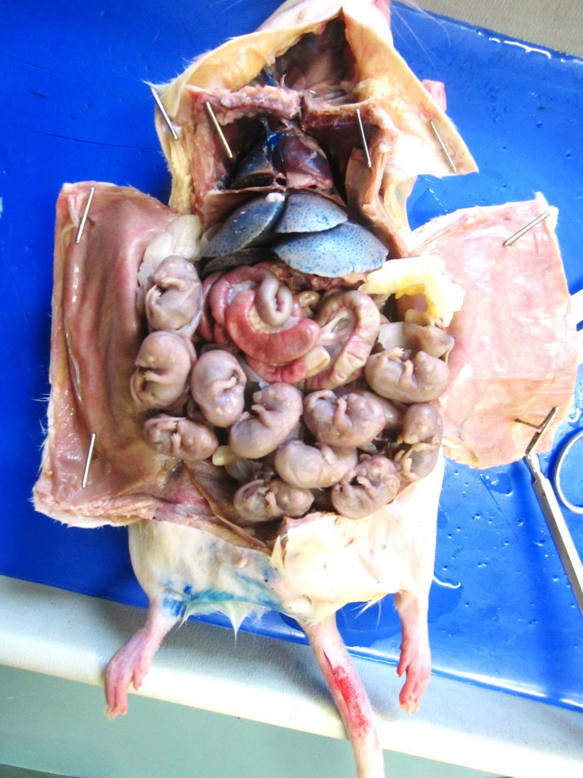 Worksheets Rat Dissection Worksheet biology 11 fetal rat dissection dissection