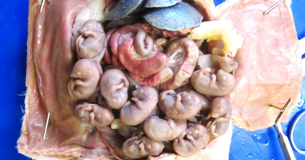 Biology 11: Fetal Rat Dissection