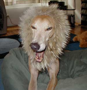 dog lion