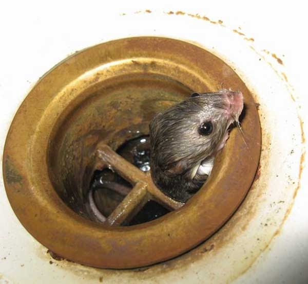 Nothing To Do With Arbroath Drowned rat