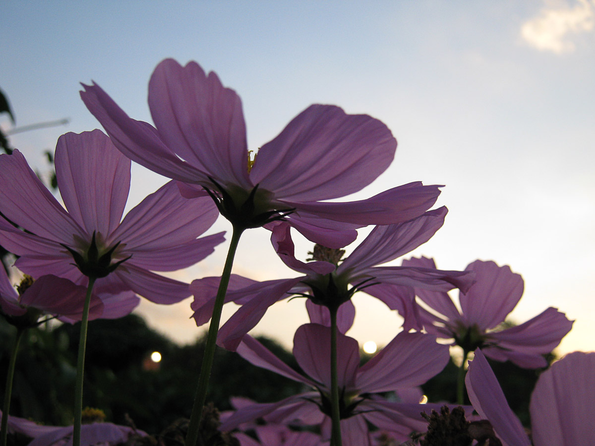 Native Myanmar Flowers Lovers