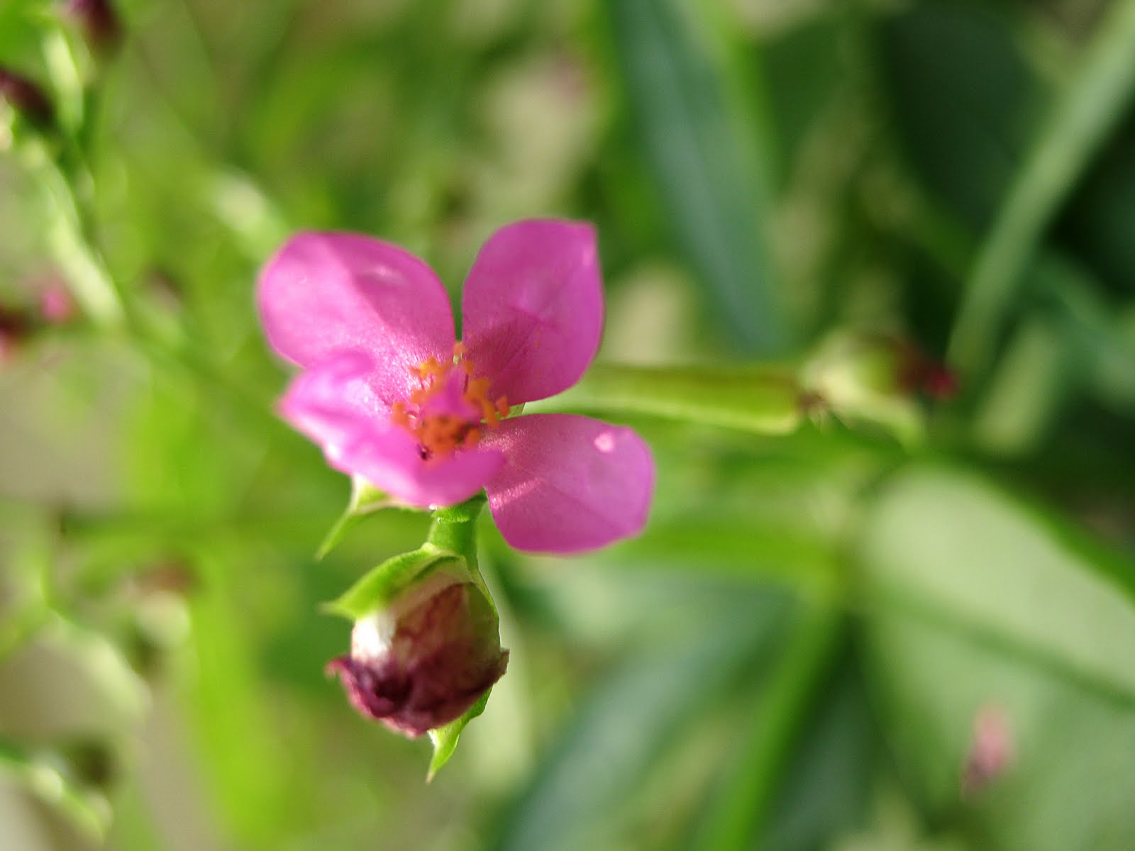 Native Myanmar Flowers Lovers Pink & Red