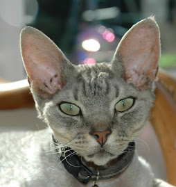 Dylan our Devon Rex