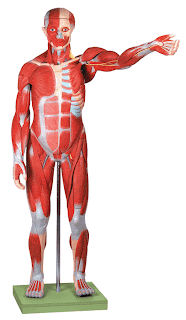 Anatomical Models, Skeleton Models, Educational Charts: Full Size Human