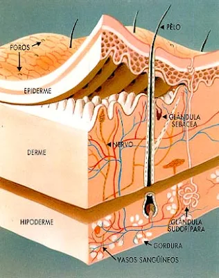 celulite