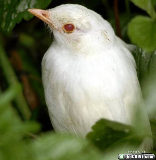 [albino-animals-17.jpg]