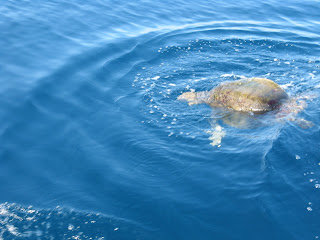 Golfo De Tehuantepec