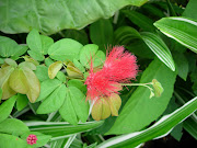 dwarf powder puff plant