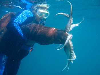 Humboldt Squid