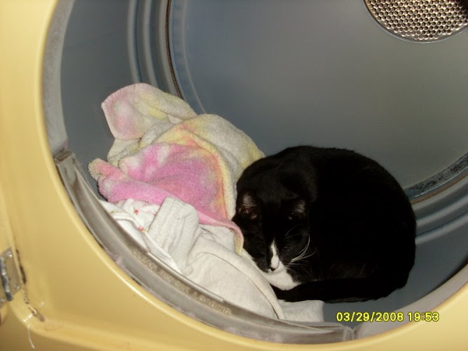 Holly In The Dryer