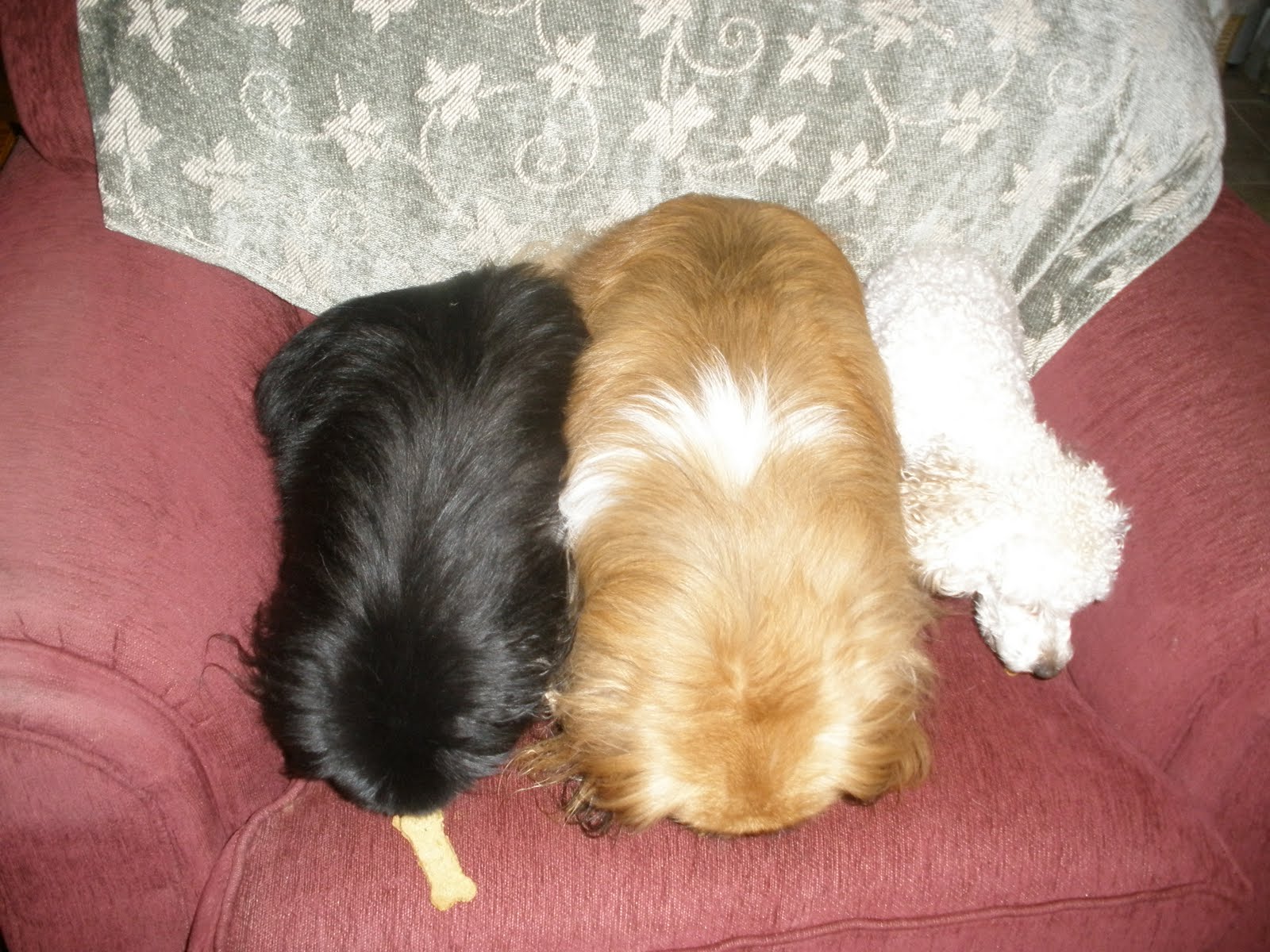 Dog+bone+shaped+cookies+for+people