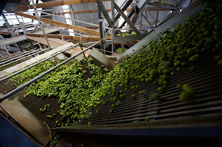 Puterbaugh Farms Hops Direct