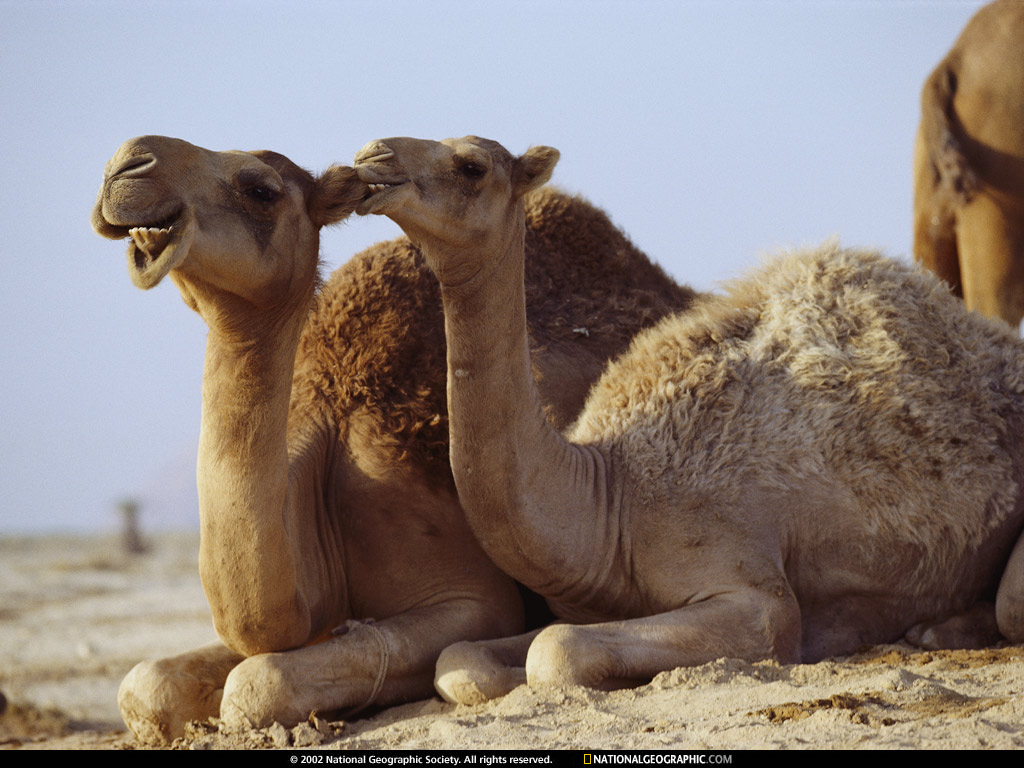 Camel Facts You'll Find Interesting Interesting Animal Facts