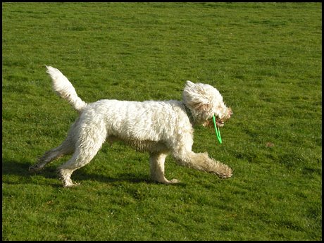 [frisbeedog.jpg]