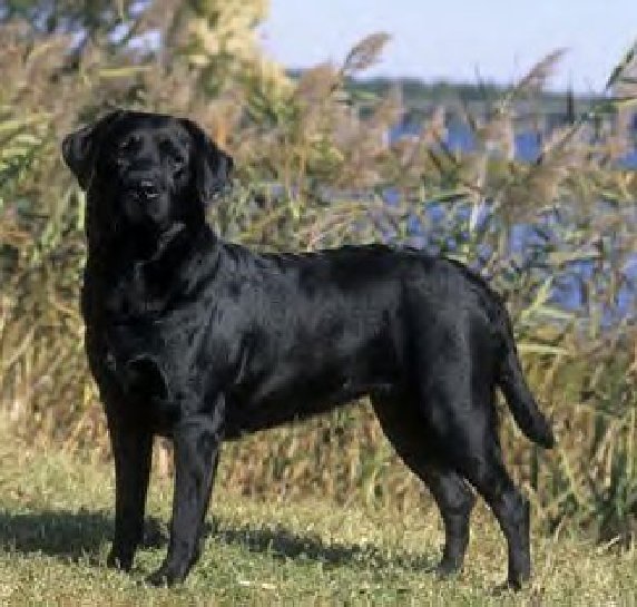 Black Lab Photos