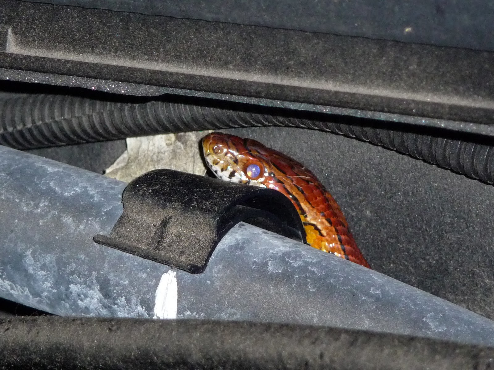 Closer to Nature! Snake in the Car!!!!!!!!!!