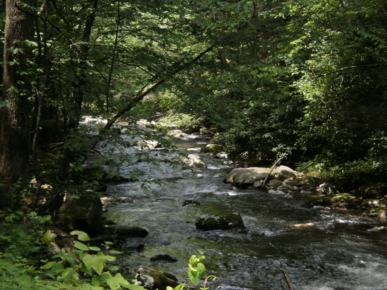Dreamcatchers Tellico river