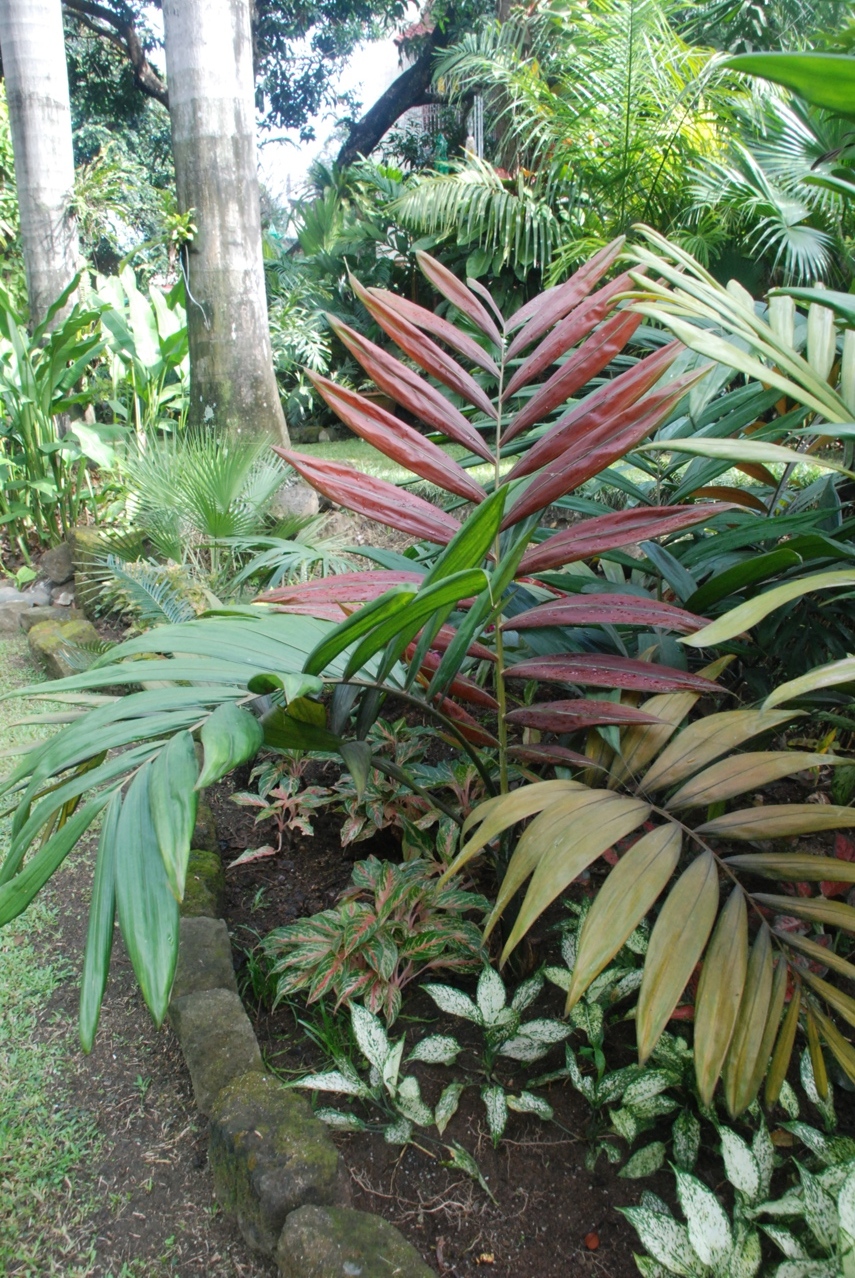 Cycas Siamensis