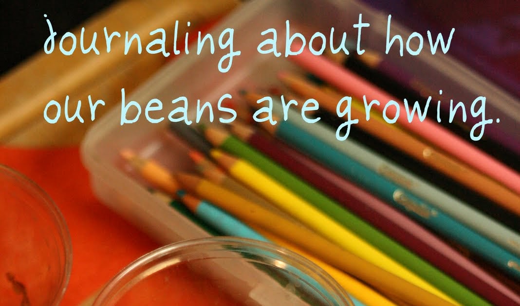 Our School House Growing Pinto Beans