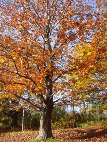 Fall Foliage