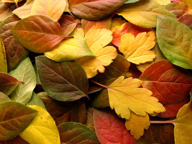 [fall+leaves.jpg]