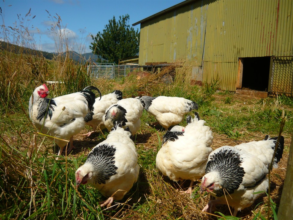 Leven River Farm Light Sussex Chooks