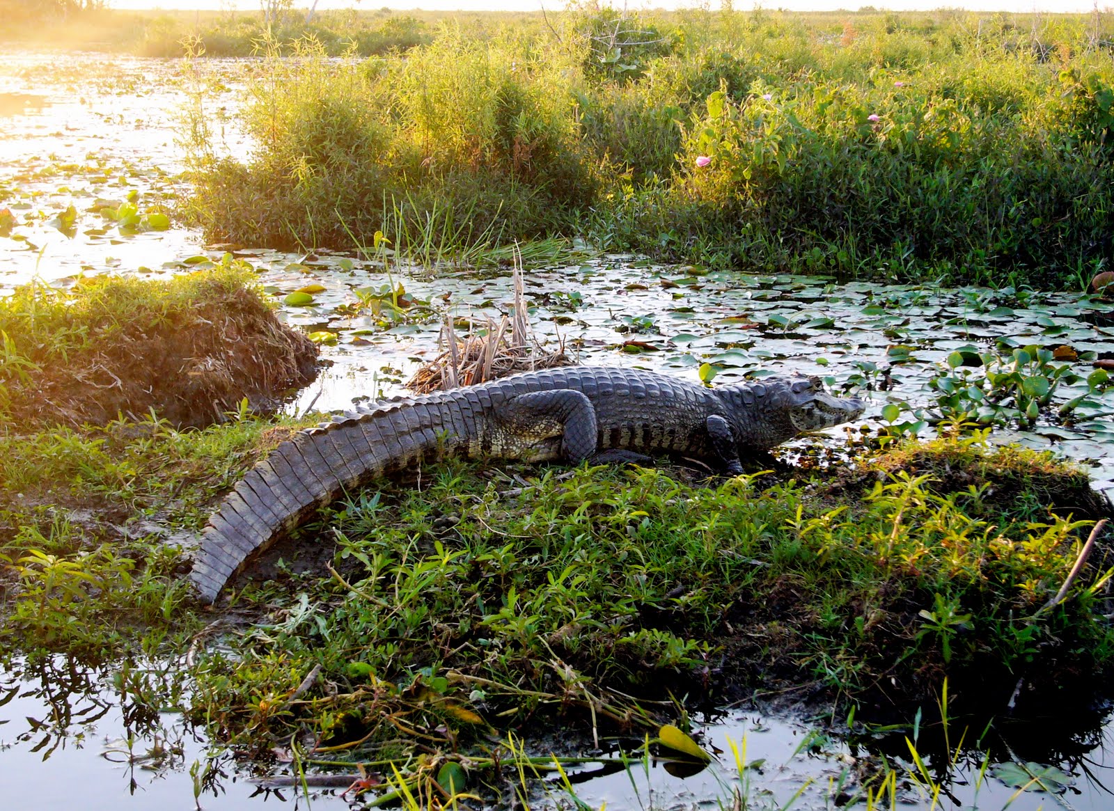 Argentina Wildlife