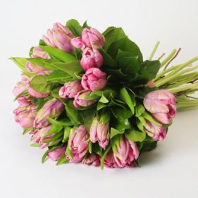 [3dfd1d5a2facbc5de2dc234faded3c36pink%20parrot%20tulips[1].jpg]