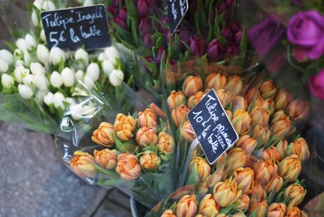 [tulips.jpg]