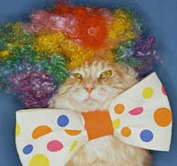 clown_cat.jpg