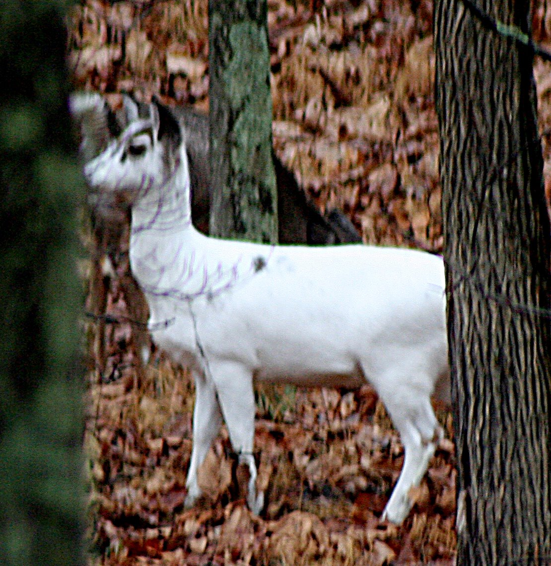 [white_deer_profile.jpg]
